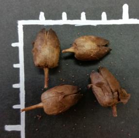POD
